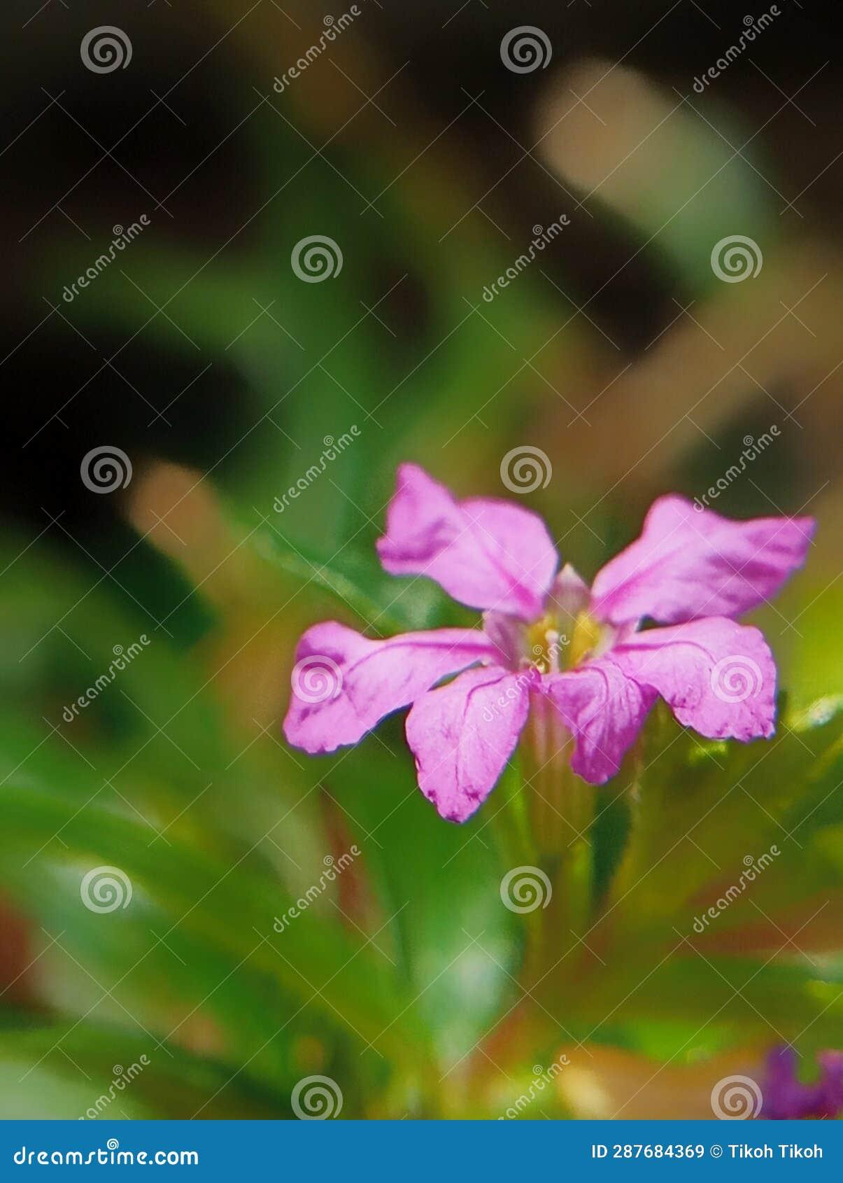 21,388 Taiwan Flower Stock Photos - Free & Royalty-Free Stock ...